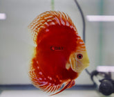 Pack of 1 Live Discus Fish - Red Rafflesia Discus - Size 3.5in to 4in USA Stock